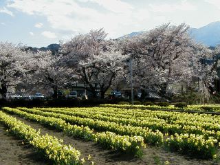信州八ヶ岳・野辺山高原ペンション森のふぁみりぃ　満開の神代桜とスイセン