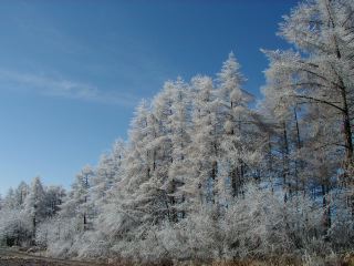 信州八ヶ岳・野辺山高原ペンション森のふぁみりぃ　雨氷に包まれた木々